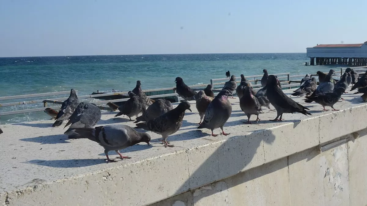 Алушта